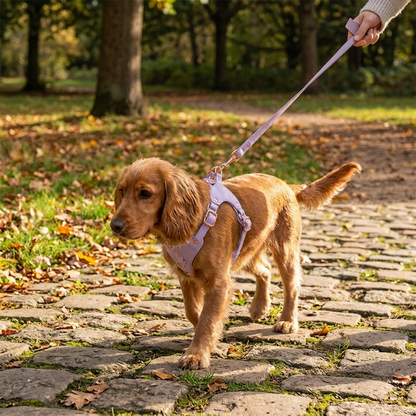 Dog wearing a lavender Soft Leather Dog Harness and Leash Set on a walk