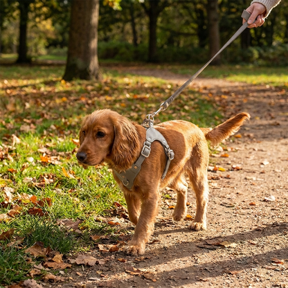 Dog wearing a quartz gray Soft Leather Dog Harness and Leash Set on a walk