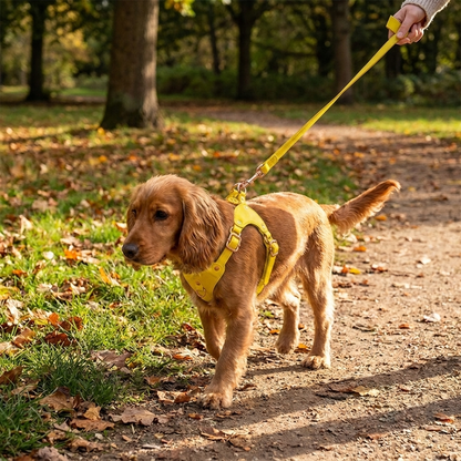 Dog wearing a bright yellow Soft Leather Dog Harness and Leash Set on a walk
