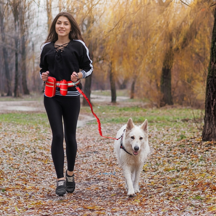 Dog leash for running and walking - lifestyle photo of a dog on the leash outdoors