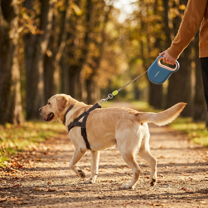 Dog walking on blue automatic retractable leash - Lifestyle